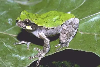Hyla arborea jigsaw puzzle