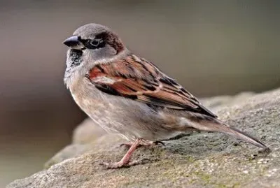 Passero cinguettante