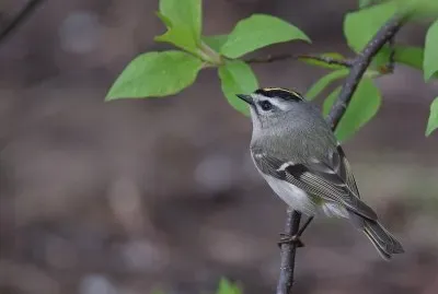 Fiorracino americano