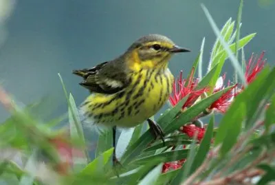 Parula di cape may