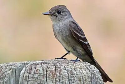 Piui di bosco occidentale