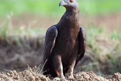 Pecchiaiolo orientale