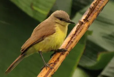 Machetornis rixosa
