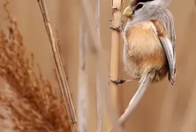 Becco a cono di heude