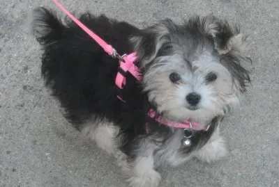 Morkie