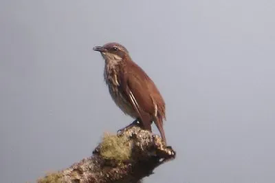 Rampicante dal petto a striscie