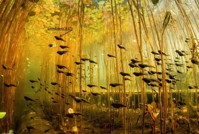 GIRINI.... ALL 'ATTACCO