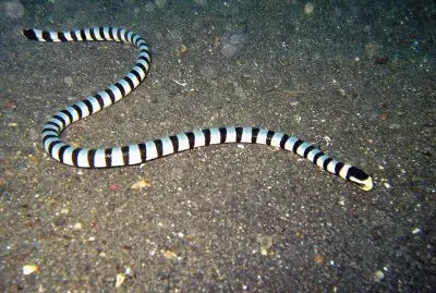 Laticauda colubrina jigsaw puzzle