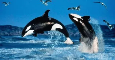 Animais jigsaw puzzle