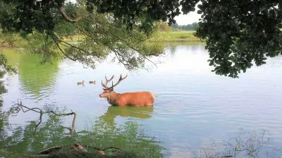 Richmond Park jigsaw puzzle