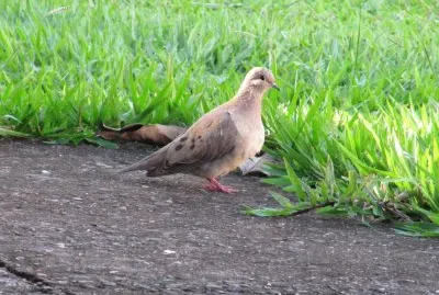 Tortorina pettounicolore