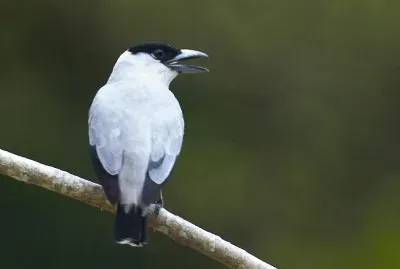 Tityra dalla coronanera