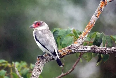 Tityira semifasciata