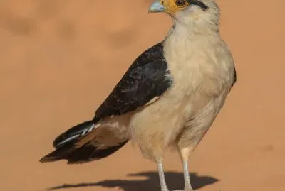Caracara testagialla