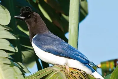 Ghiandaia cresariccia