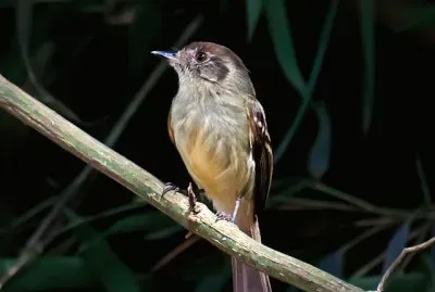 Leptopogon amaurocephalus