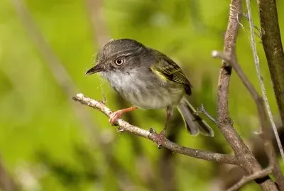 Hemitriccus margaritaceiventer
