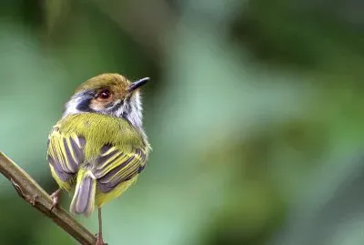 Myiornis auricularis