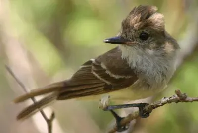 Myiarchus magnirostris