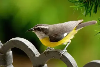 Coereba flaveola