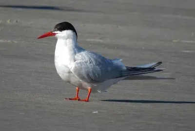 Sterna sudamericana
