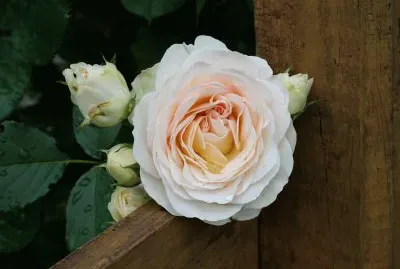 flores