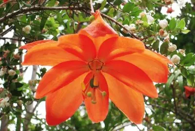 flores jigsaw puzzle