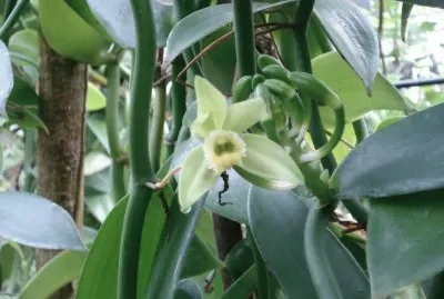 Planta de vainilla