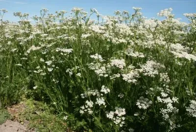 La planta del comino