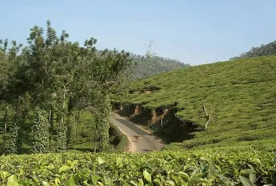 Una plantacion de te
