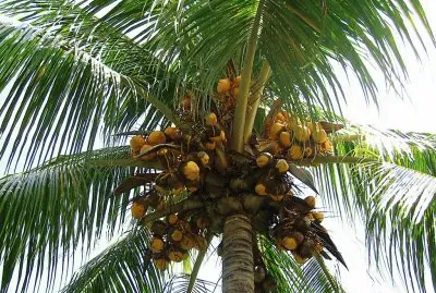 Palmera con cocos