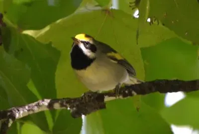 Vermivora chrysoptera