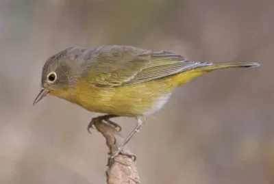 Vermivora ruficapilla