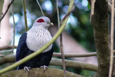 Piccione blu delle comore