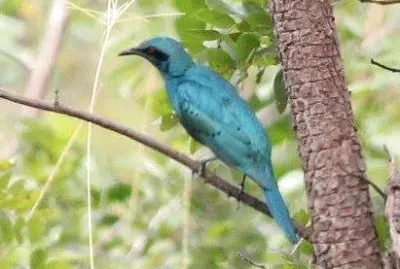 Storno splendido codaacuta