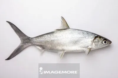 è™±ç›®é­š