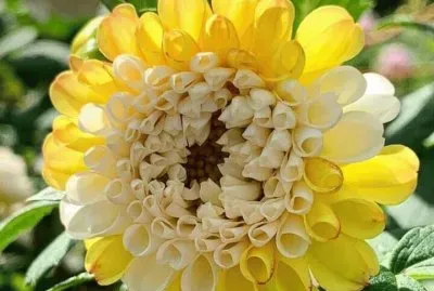 flores