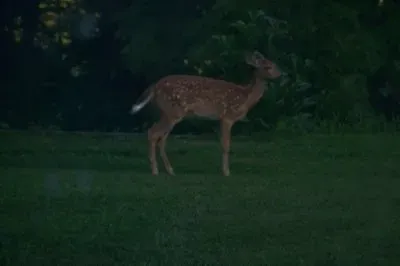 DEER
