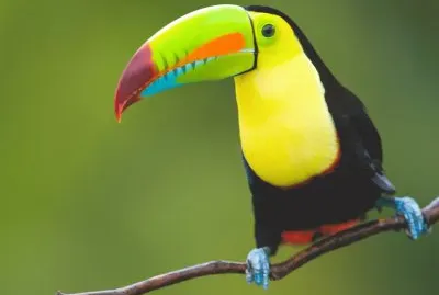 Oiseau jigsaw puzzle