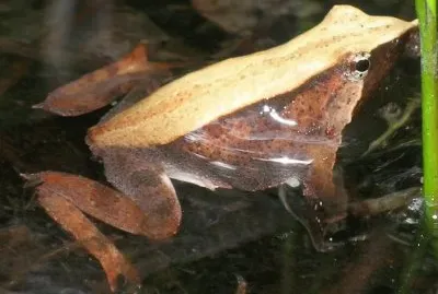 Di darwin jigsaw puzzle