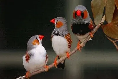 JR 456 jigsaw puzzle