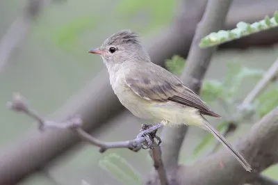 Tirannetto glabro settentrionale