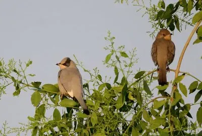 Grey hypocolius
