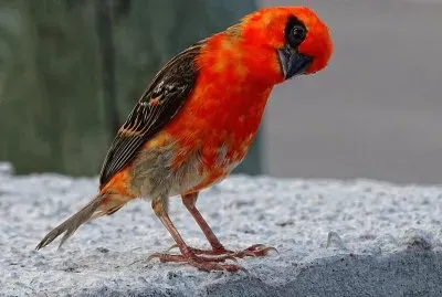 Red fody