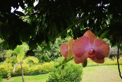 orquidea lila