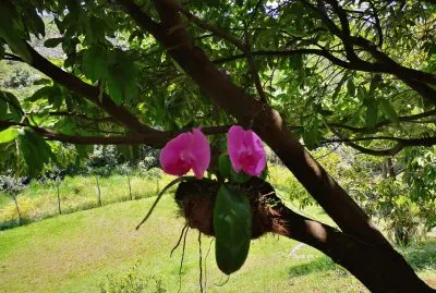 linda orquidea