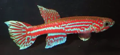 Aphyosemion ogeense jigsaw puzzle