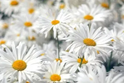 marguerites