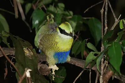 Pitta ventre a barre