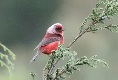 Pink headed warbler